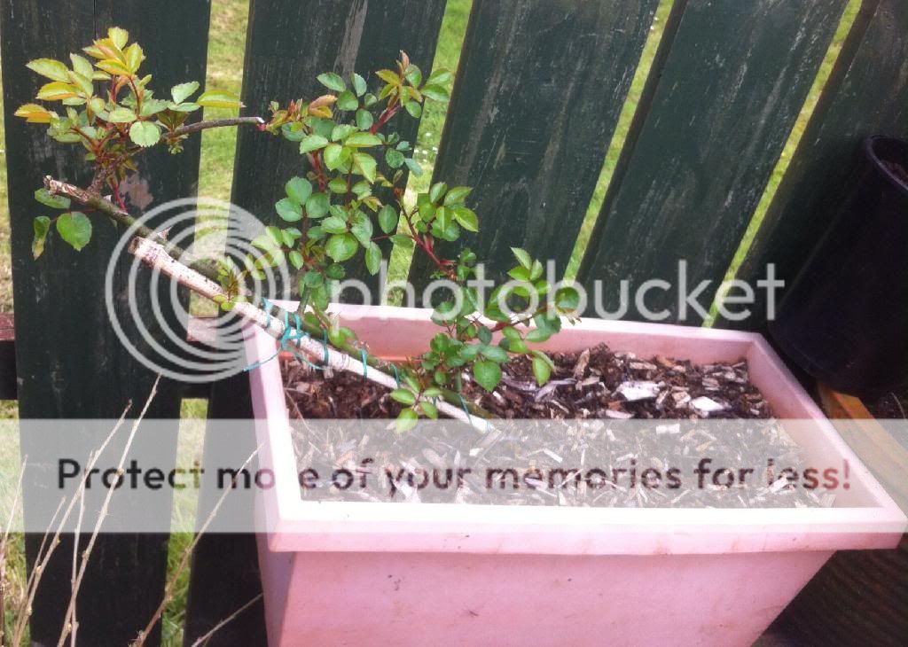 photo 5FDF4754-D6C6-4513-83BB-E63709761EA1_zpssrssxal7.jpg